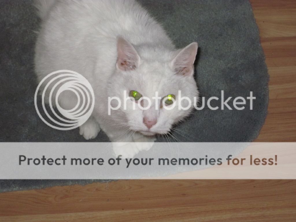 I've got to put my cat down today