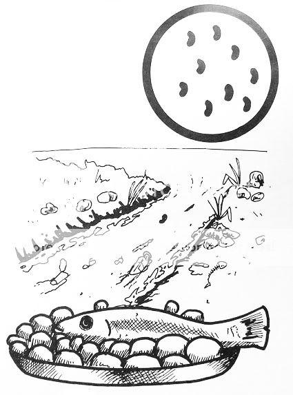 bacteria bacteria