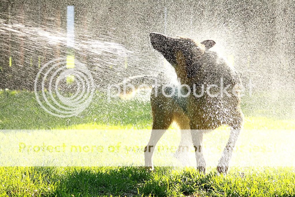 IMAGE: http://i768.photobucket.com/albums/xx327/Buck_The_Dog/BuckYard9.jpg