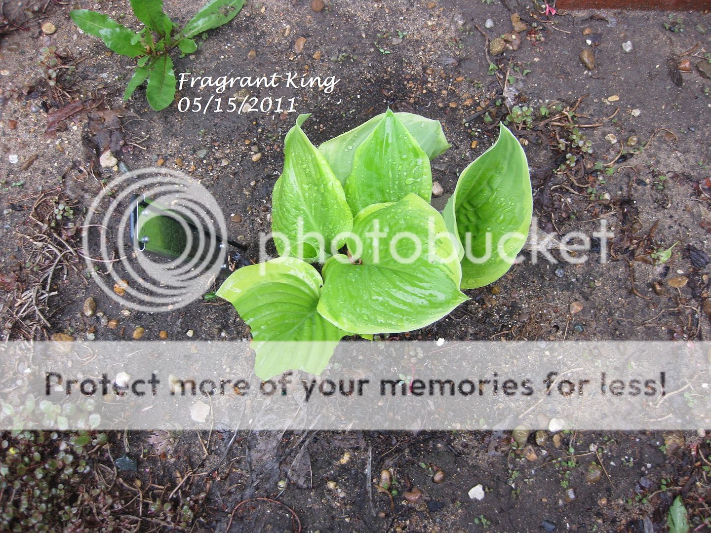 What's Eating my Hostas Now?