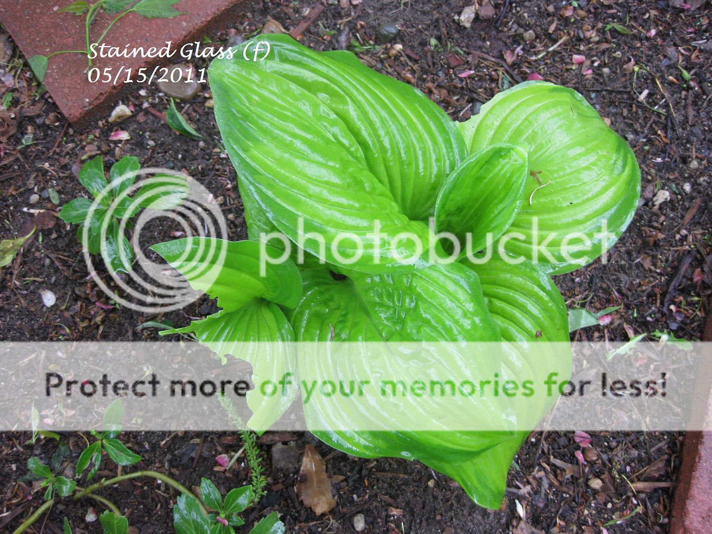 What's Eating my Hostas Now?
